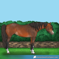 Horse Color:Bay 