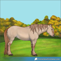 Horse Color:Red Dun 