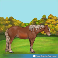 Horse Color:Chestnut 