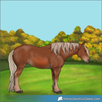 Horse Color:Chestnut 