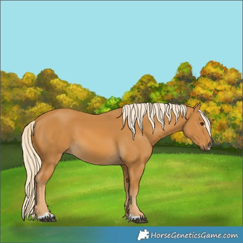Horse Color:Palomino 