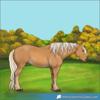 Horse Color:Palomino 