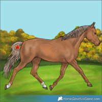 Horse Color:Unknown 