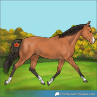 Horse Color:Bay 