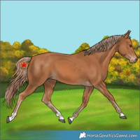 Horse Color:Chestnut 
