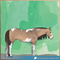 Horse Color:Bay Dun Sabino Splash Tobiano Rabicano 