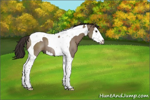 Horse Color:Liver Red Dun Splash Tobiano Rabicano 