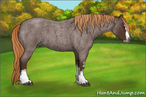 Horse Color:Gray White Spotted Red Roan Splash Rabicano 