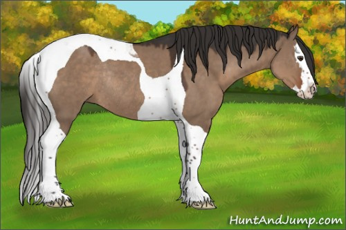 Horse Color:Liver Red Dun Splash Tobiano Rabicano 