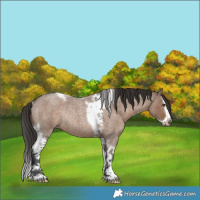 Horse Color:Liver Red Dun Roan Splash Tobiano Rabicano 