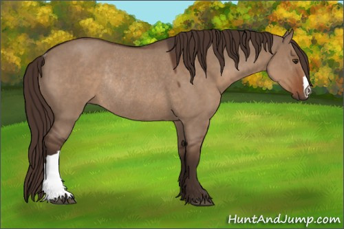 Horse Color:Liver Red Dun Roan Rabicano 