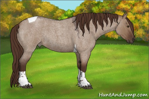 Horse Color:Liver Red Dun Roan Tobiano Rabicano 
