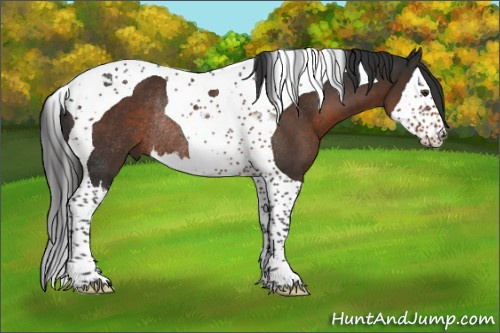 Horse Color:Liver Chestnut Splash Tobiano Rabicano 