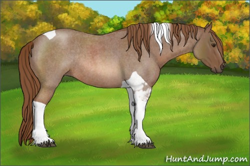 Horse Color:Red Roan Tobiano Rabicano 