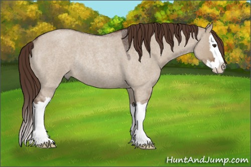 Horse Color:Liver Red Dun Roan Splash Rabicano 