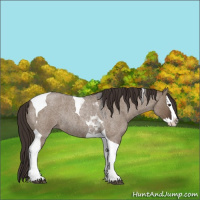 Horse Color:Liver Red Dun Roan Splash Tobiano Rabicano 