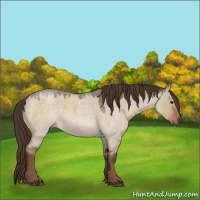 Horse Color:Liver Red Dun Roan Rabicano 