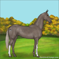 Horse Color:Silver Black