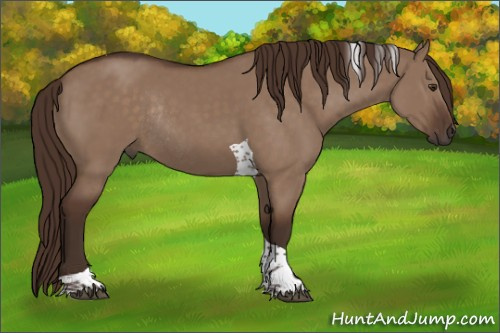 Horse Color:Liver Red Dun Tobiano Rabicano 