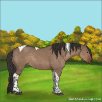 Horse Color:Liver Red Dun Tobiano Rabicano 