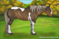 Horse Color:Chocolate Palomino Tobiano Rabicano 