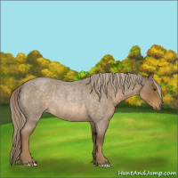 Horse Color:Chocolate Palomino Roan Rabicano 