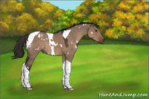 Horse Color:White Spotted Liver Red Dun Tobiano Rabicano 