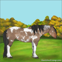 Horse Color:White Spotted Liver Red Dun Tobiano Rabicano 
