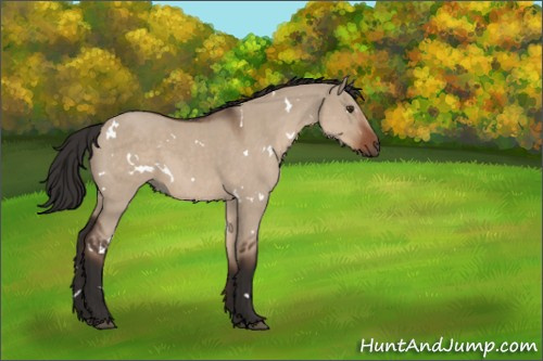 Horse Color:White Spotted Liver Red Dun Roan Rabicano 
