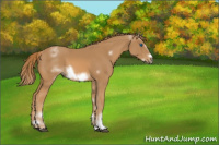 Horse Color:White Spotted Chestnut Sabino Frame 