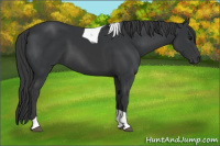 Horse Color:Black Tobiano 
