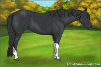 Horse Color:Black Tobiano 