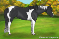 Horse Color:Black Tobiano 