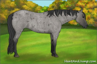 Horse Color:Grullo Roan 