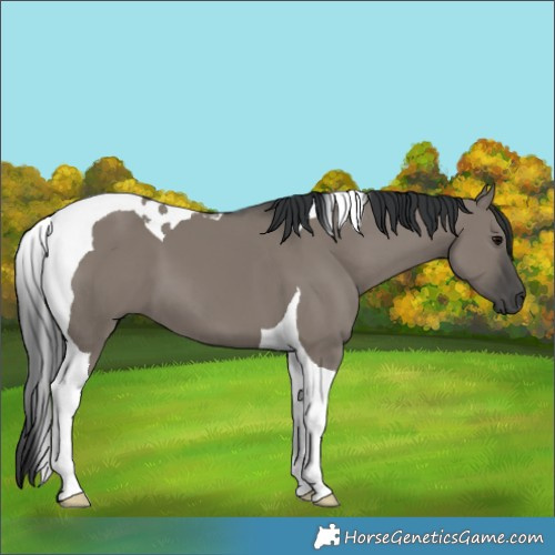 Horse Color:Grullo Tobiano 