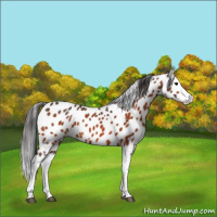 Horse Color:Bay Splash Appaloosa