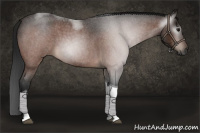 Horse Color:Gray Bay Roan Tobiano 