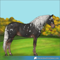 Horse Color:White Spotted Liver Chestnut Mushroom 