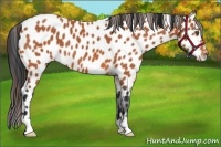 Horse Color:Bay Appaloosa