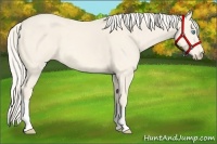 Horse Color:Cremello 