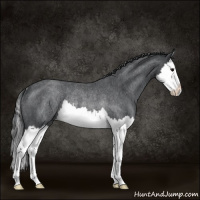 Horse Color:Blue Roan Splash Rabicano 