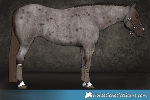 Horse Color:Liver Red Roan 
