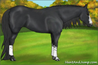 Horse Color:Black 
