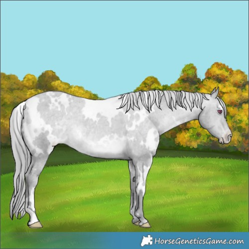 Horse Color:White Spotted Sable Champagne Chinchilla Appaloosa 