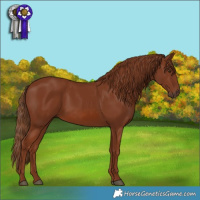 Horse Color:Chestnut 