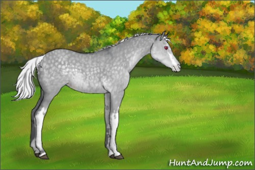 Horse Color:White Spotted Silver Grullo Chinchilla Appaloosa 