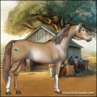 Horse Color:Gray Red Dun 