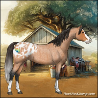 Horse Color:Bay Roan Splash Appaloosa 