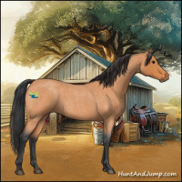 Horse Color:Bay Roan 