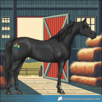 Horse Color:Black 